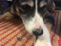 Bespoke Border Collie Pendant - Jana Reinhardt Ltd