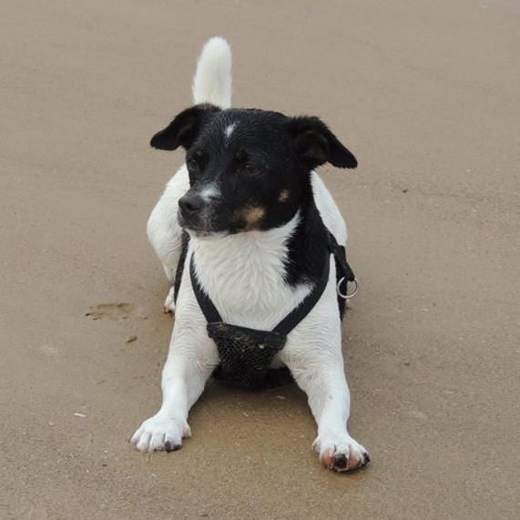 Bespoke Bronze Jack Russell Paperweight - Jana Reinhardt Ltd