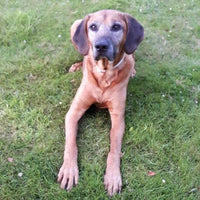 Bespoke Bronze Ridgeback Paper Weight - Jana Reinhardt Ltd