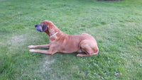 Bespoke Bronze Ridgeback Paper Weight - Jana Reinhardt Ltd