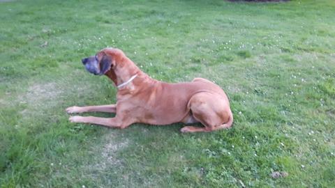 Bespoke Bronze Ridgeback Paper Weight - Jana Reinhardt Ltd