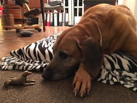 Bespoke Bronze Ridgeback Paper Weight - Jana Reinhardt Ltd