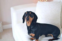 Bespoke Dachshund Pin - Jana Reinhardt Ltd