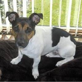 Bespoke Jack Russell Pendant - Jana Reinhardt Ltd