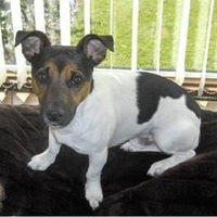 Bespoke Jack Russell Pendant - Jana Reinhardt Ltd