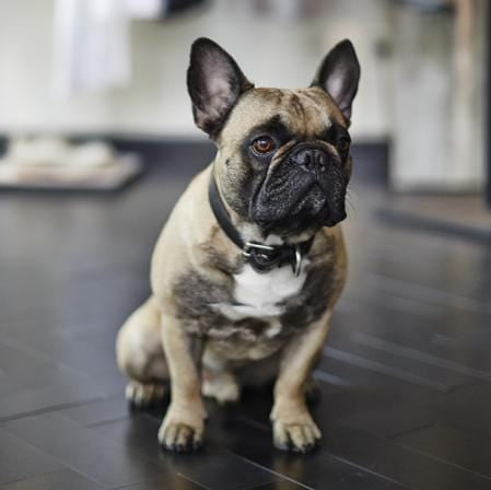 Bespoke Silver French Bulldog Keyring - Jana Reinhardt Ltd