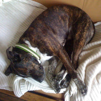 Bespoke Staffie Pendant - Jana Reinhardt Ltd