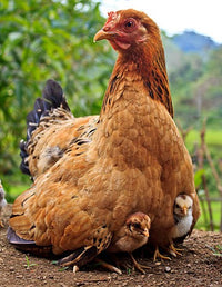 Mother Hen Necklace - Jana Reinhardt Ltd