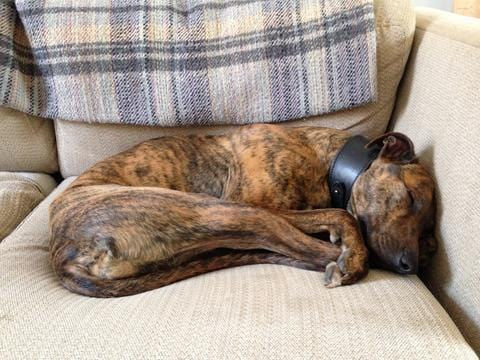 Greyhound/Whippet Brooch